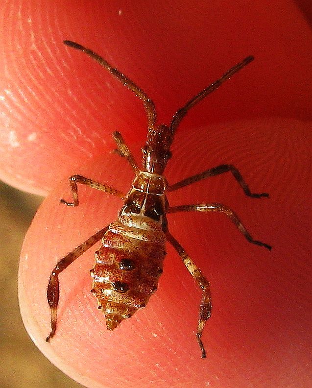 Leptoglossus occidentalis from Turkey